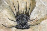 Spiny Dicranurus Trilobite With Crotalocephalina #154305-4
